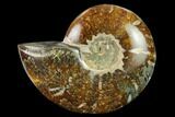 Polished Ammonite (Cleoniceras) Fossil - Madagascar #166655-1